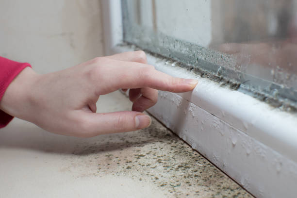 Best Crawl Space Mold Remediation  in Ramsey, MN